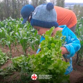 py_aviles-cultivo py_aviles-cultivo