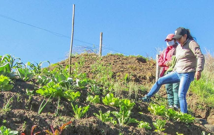 Soberanía alimentaria y fortalecimiento del sistema de salud comunitario, para reducir la desnutrición infantil en comunidades indígenas de Cayambe y Pedro Moncayo (Ecuador)